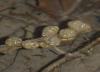 Returning on March 8, I found these egg sacs attached to various submerged branches