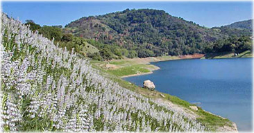 Guadalupe reservoir with lupines in bloom